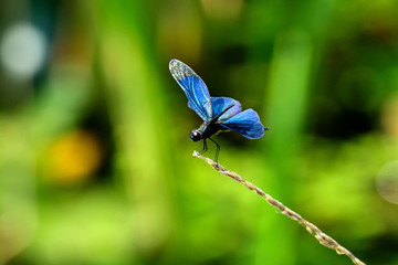 風に吹かれながら休憩するチョウトンボ