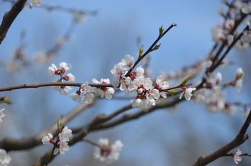 tree spring sakura cherry blossom pink flower japan garden macro