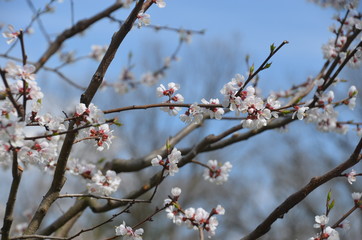 tree spring sakura cherry blossom pink flower japan garden macro