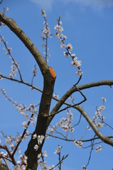 tree spring sakura cherry blossom pink flower japan garden macro
