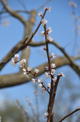 tree spring sakura cherry blossom pink flower japan garden macro