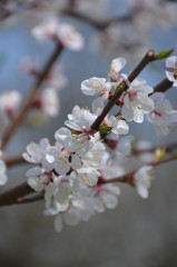 tree spring sakura cherry blossom pink flower japan garden macro