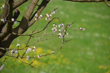 tree spring sakura cherry blossom pink flower japan garden macro