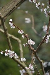 tree spring sakura cherry blossom pink flower japan garden macro