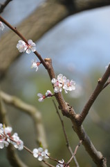 tree spring sakura cherry blossom pink flower japan garden macro