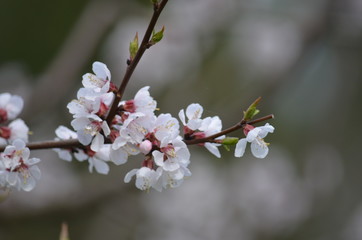 spring sakura cherry blossom pink flower japan garden macro