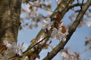 spring sakura cherry blossom pink flower japan garden macro