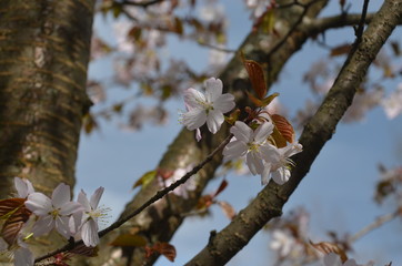 spring sakura cherry blossom pink flower japan garden macro