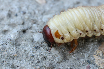 Larva of the May beetle