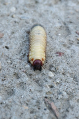 Larva of the May beetle