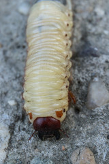 Larva of the May beetle