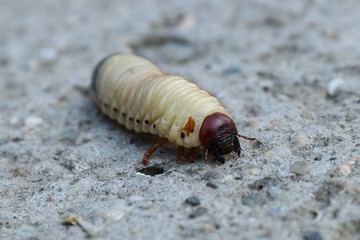 Larva of the May beetle
