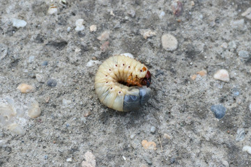 Larva of the May beetle