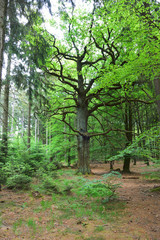 mächtige Eiche mitten im Wald