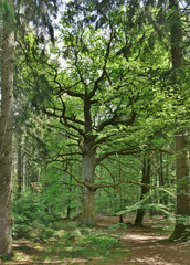 Eichensolitär im Wald
