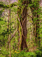 Spectacular ancient trees in Killarney National Park - awesome nature