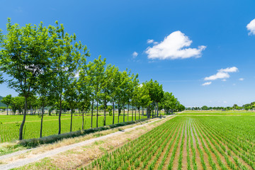 Naklejka premium 夏井のハザ木