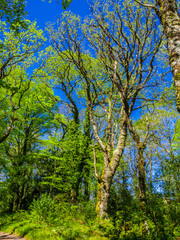 Spectacular ancient trees in Killarney National Park - awesome nature