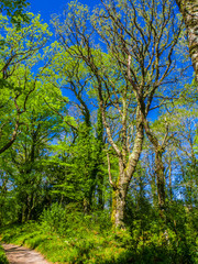 Spectacular ancient trees in Killarney National Park - awesome nature