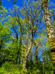 Spectacular ancient trees in Killarney National Park - awesome nature