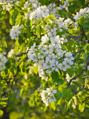 blühender apfelbaum