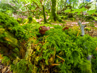 Wild mossy trees at Killarney National Park in Ireland