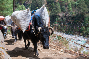yak and buffalo carry baggage and appliances on the mountain © Sunanta