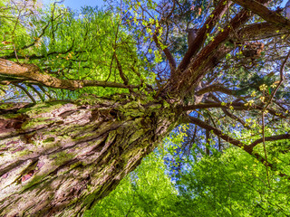 Spectacular ancient trees in Killarney National Park - awesome nature