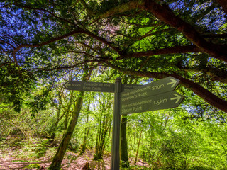 Spectacular ancient trees in Killarney National Park - awesome nature