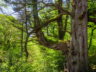 Spectacular ancient trees in Killarney National Park - awesome nature