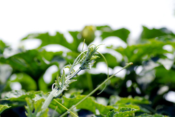 オオカラスウリ