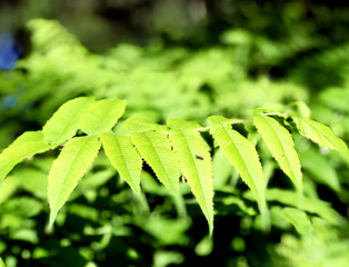 Tree branch near the water
