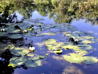 Pond with water lilies
