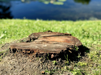 Stump near the water
