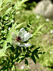 Big white flower bud, close up
