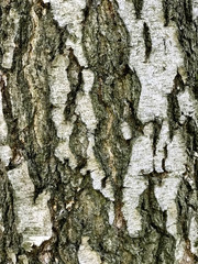 Old birch bark texture
