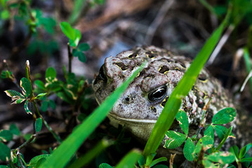 Toad in Wooded forest outside Close Up