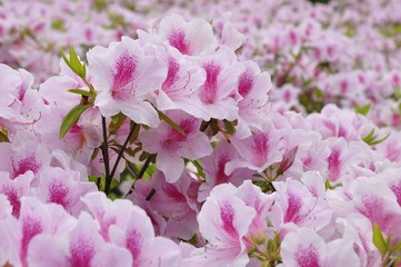 アケボノツツジ