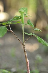 ホソバテンナンショウ