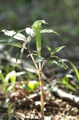 ホソバテンナンショウ