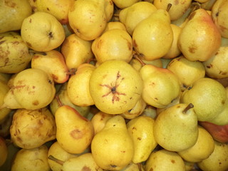 harvest of ripe pears