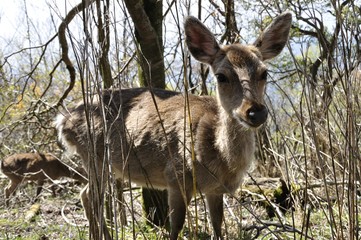 ニホンジカ