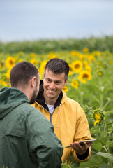 Farmers with tablet in sunflower field