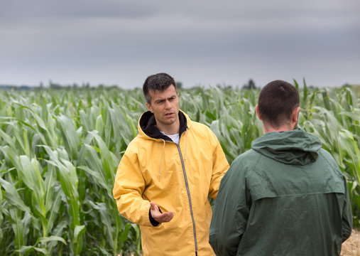 Farmers talking in corn field