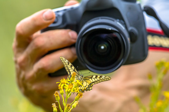 Butterfly macro photography