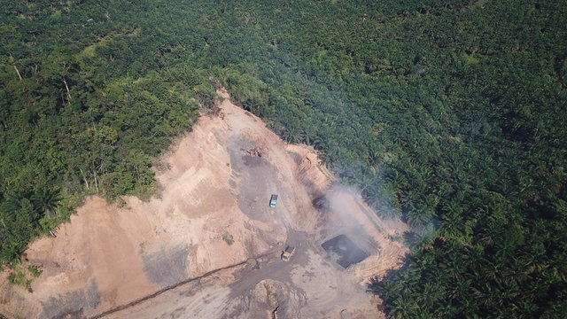Deforestation of rainforest for oil palm plantations 