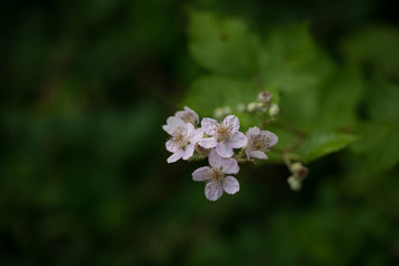 Raspberry bush blooms in dark forest