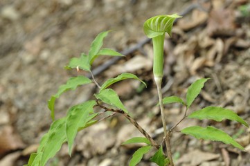 ホソバテンナンショウ
