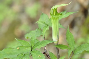 ホソバテンナンショウ