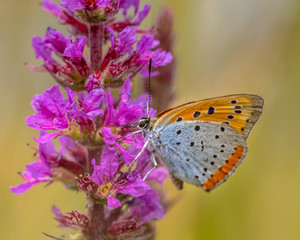 Large copper butterfly drinking nectar